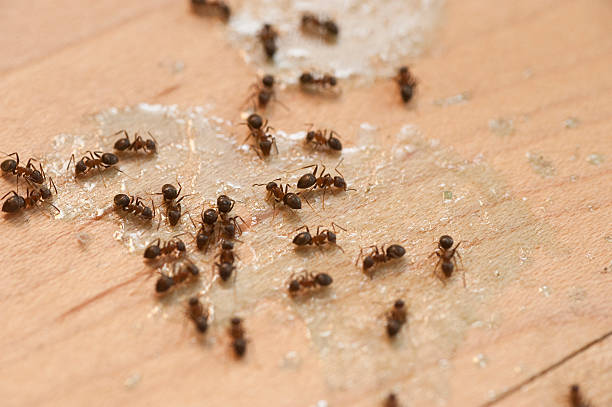 Best Termite Control Services  in White Hall, AR