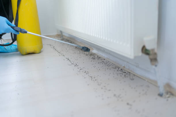Professional Pest Control in White Hall, AR