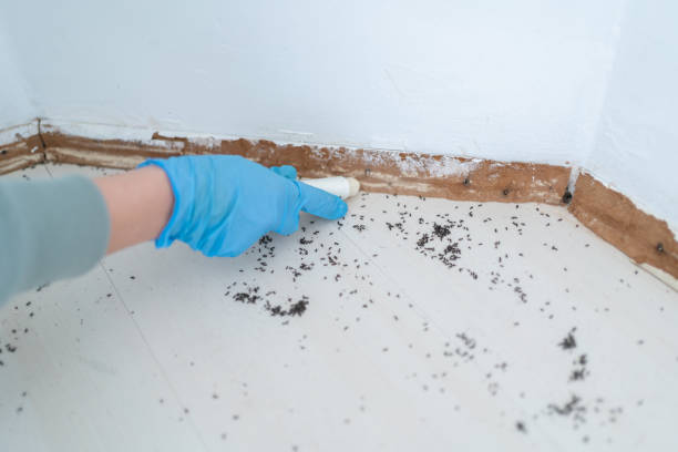 Best Emergency Pest Control  in White Hall, AR